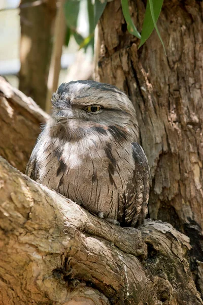 Tawny Frogmouth Plumage Mottled Grey White Black Rufous Feather Patterns — Stock Photo, Image