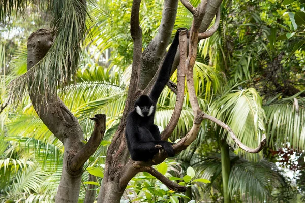 Corps Gibbon Joues Blanches Mâle Est Recouvert Fourrure Noire Avec — Photo