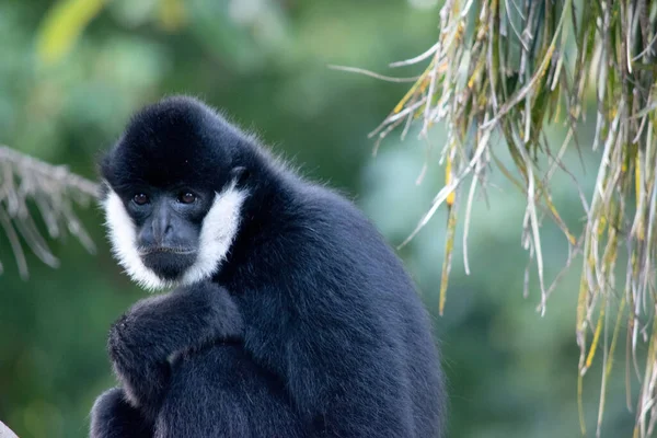 Dit Een Close Van Een Mannelijke Witte Wang Gibbon — Stockfoto