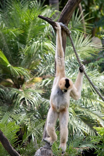 Female White Faced Gibbon Has Orange Hair Black Face White — Fotografia de Stock