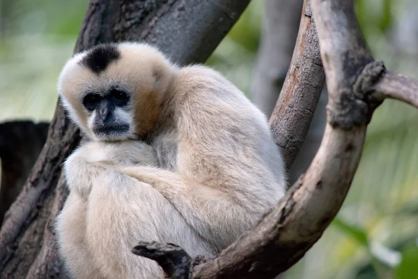 Gibbon Joues Blanc Femelle Est Couleur Avec Des Joues Blanches — Photo