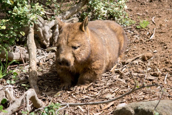 Hairy Nose Wombat Walking Hill — Stock Photo, Image