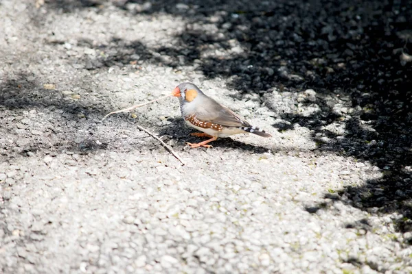 Zebra Finches Mainly Grey Characteristic Black Tear Drop Eye Stripes — 스톡 사진