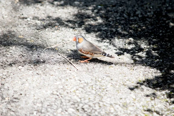 Zebra Finches Mainly Grey Characteristic Black Tear Drop Eye Stripes — Fotografia de Stock