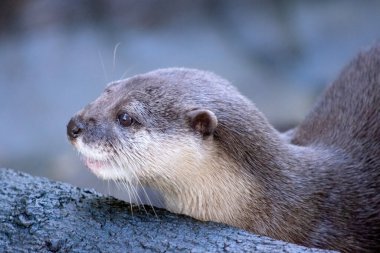 Asyalı küçük pençeli su samurları küçüktür, kısa kulakları ve burunları, uzun gövdeleri, uzun kuyrukları ve yumuşak, yoğun kürkleri vardır.. 