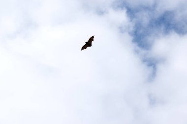 Yarasalar uçabilen tek memelilerdir. Kolları ya da elleri yerine kanatları var. Kanatların kemik yapısı insan eline benzer.