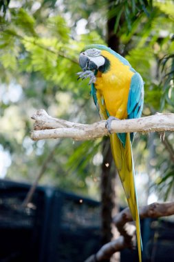 Mavi ve altın papağanın arka ve üst kuyruk tüyleri parlak mavidir; kuyruğun alt kısmı zeytin sarısıdır. Alın tüyleri yeşildir..