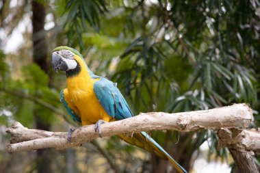 Mavi ve altın papağanların alın tüyleri yeşildir. Kanat tüyleri yeşil uçlu mavidir; alt kanat örtüleri ve göğüs tüyleri sarı-turuncudur.