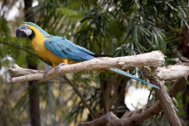Mavi ve altın papağanların alın tüyleri yeşildir. Kanat tüyleri yeşil uçlu mavidir; alt kanat örtüleri ve göğüs tüyleri sarı-turuncudur.