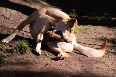 Goden dingosu uzun bir ağızlığa, dik kulaklara ve güçlü pençelere sahiptir. Genellikle zencefilli bir ceketleri olur ve çoğunun ayaklarında, kuyruğunda ve göğsünde beyaz işaretler vardır..