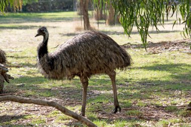 Emu büyük bir kuştur. Emu ilkel tüylerle kaplıdır, koyu kahverengiden gri-kahverengiye kadar siyah uçlu. Emu 'nun boynu mavimsi siyah ve tüysüz..