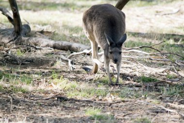 Kanguru Adası Kangurusu 'nun açık kahverengi bir vücudu, göbeğinin altında beyaz ve kahverengi gözleri vardır.