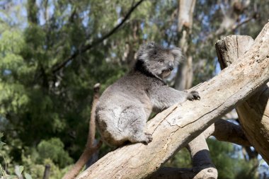 Koala genellikle gri-kahverengidir. Göğsünde, iç kollarında, kulaklarında ve altlarında beyaz kürk vardır. Büyük yuvarlak başları, büyük tüylü kulakları ve büyük siyah burunları vardır..