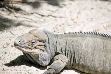 rhinoceros iguanas have large, heavy-bodied lizard with a uniform gray body; males have 3 horn-like protrusions on their head