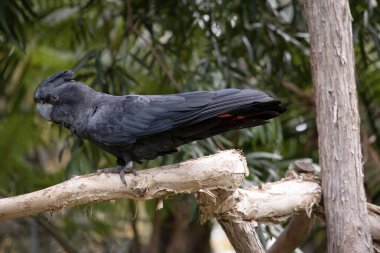 Erkek kırmızı kuyruklu siyah papağanlar kuyruklarında iki kırmızı çizgili siyahtır. Ayrıca çok büyük bir armaları ve kara gagaları var..