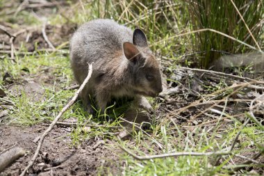 Joey Tammar Wallaby ot yiyor.