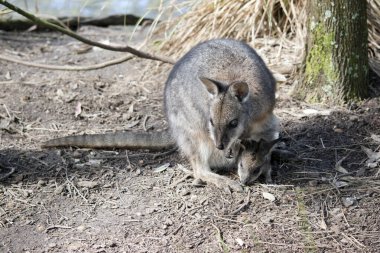 Tammar Wallaby soyu tükenenler listesinde.