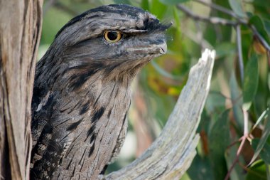 Tawny-frogmouth 'un benekli gri, beyaz, siyah ve paslı tüyleri var. Tüy desenleri ölü ağaç dallarını taklit etmelerine yardımcı oluyor. Tüyleri yumuşaktır, baykuşlarınki gibi.,