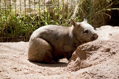 Kıllı burunlu wombatların daha yumuşak kürkleri, daha uzun ve sivri kulakları ve ince bıyıklarla daha geniş ağızlıkları vardır. Genellikle gececidirler ama kış sabahları ve öğleden sonraları güneşlenirler.