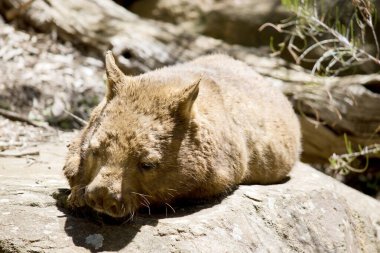 Wombats are marsupials with brown.. Often described as 'stout', 'sturdy' or 'powerful', they're expert diggers with short, muscular legs and sharp claws and have many whiskers.