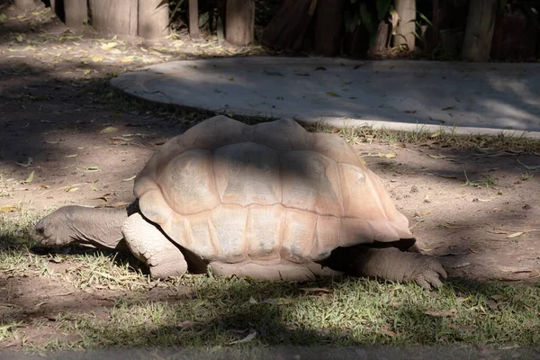 阿尔达布拉龟是世界上最大的陆龟之一 — 图库照片