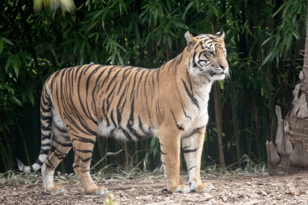 Der Tiger Wacht Über Seine Jungen — Stockfoto
