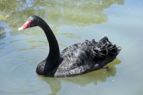 Black Swan All Black Waterbird Red Bill White Stripe Red — Stock Photo, Image