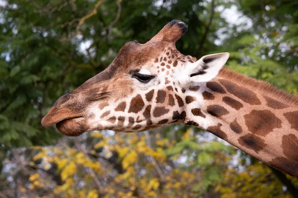 Girafa Tem Corpo Curto Uma Cauda Tufada Uma Crina Curta — Fotografia de Stock