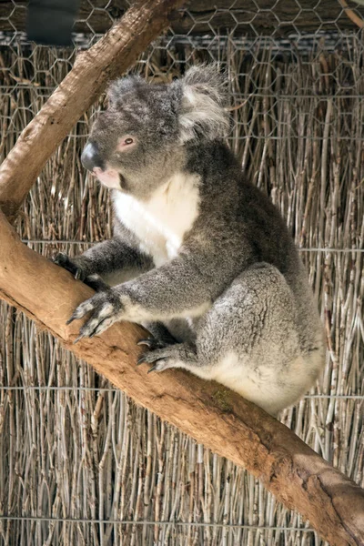 Koala Heeft Een Grote Ronde Kop Grote Harige Oren Grote — Stockfoto