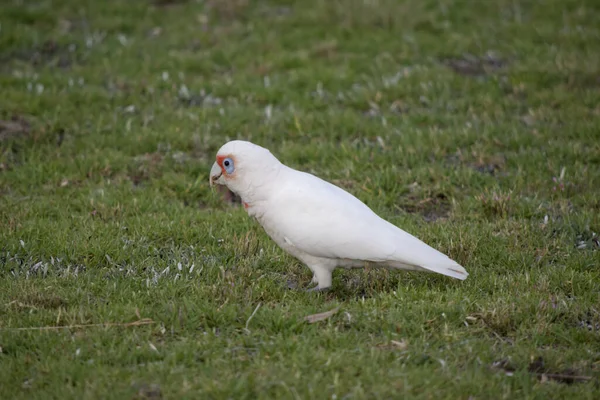 Corella Becco Lungo Uccello Tutto Bianco Con Rosso Sul Viso — Foto Stock