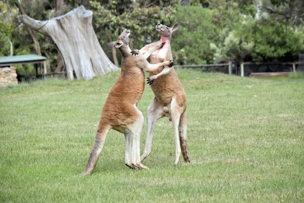 Two Male Red Kangaroos Fighting Dominant Position Mob — Photo