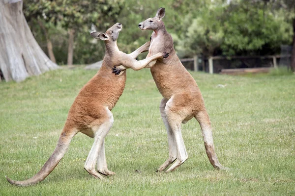 Two Male Red Kangaroos Fighting Dominant Position Mob — Stockfoto