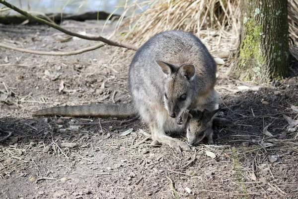 Das Tamar Wallaby Steht Auf Der Vom Aussterben Bedrohten Liste — Stockfoto