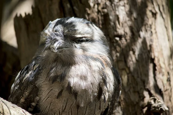 Tawny Frogmouth Uses Coloring Hide Preditors Blends Tree — Stock Photo, Image