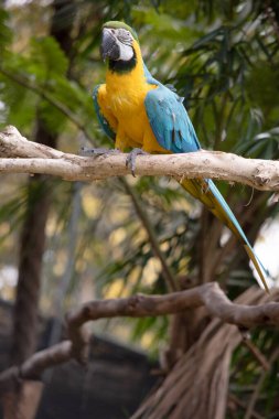 Mavi ve altın papağanların alın tüyleri yeşildir. Kanat tüyleri yeşil uçlu mavidir; alt kanat örtüleri ve göğüs tüyleri sarı-turuncudur.