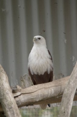 Brahminy uçurtmasının beyaz bir yüzü ve kahverengi kanatları vardır.