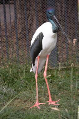 Jabiru 'nun başı ve boynu parlak yeşil ve mor bir parıltıyla siyahtır. Erkeğin gözleri siyah, dişinin gözleri sarı.