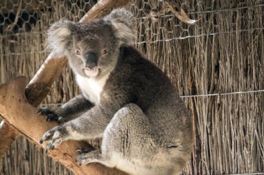 Koala 'nın büyük yuvarlak bir kafası, büyük tüylü kulakları ve büyük siyah bir burnu var. Kürkleri genellikle gri-kahverengidir. Göğsünde, iç kollarında, kulaklarında ve altında beyaz kürkleri vardır.