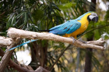 Mavi ve altın papağanların alın tüyleri yeşildir. Kanat tüyleri yeşil uçlu mavidir; alt kanat örtüleri ve göğüs tüyleri sarı-turuncudur.