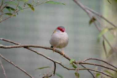 Kırmızı kaşlı Finch, parlak kırmızı kaşları, kıçı ve gagasıyla yeşil ve gri bir kuşun üzerinde kolayca tanınır..