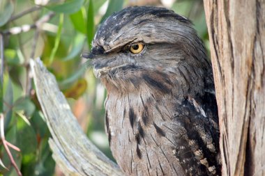 Tawny-frogmouth 'un benekli gri, beyaz, siyah ve paslı tüyleri var. Tüy desenleri ölü ağaç dallarını taklit etmelerine yardımcı oluyor. Tüyleri yumuşaktır, baykuşlarınki gibi.,