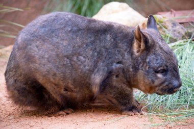 Kıllı burunlu Wombatların daha yumuşak kürkleri, daha uzun ve sivri kulakları ve ince bıyıklı daha geniş ağızlıkları vardır.. 