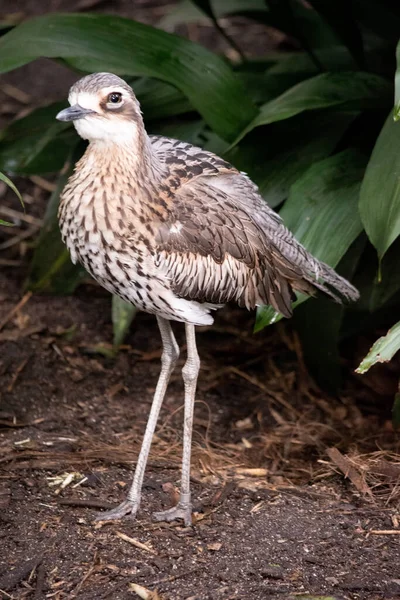 Bush Stone Curlew Has Grey Brown Feathers Black Streaks White — Stock Photo, Image