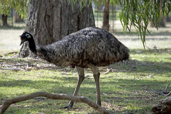 Emu Pájaro Grande Emú Está Cubierto Plumas Primitivas Que Son —  Fotos de Stock