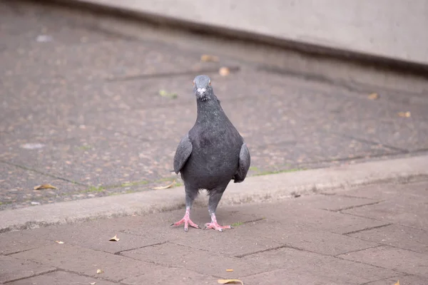 Les Pigeons Sauvages Ont Essentiellement Même Taille Même Forme Que — Photo