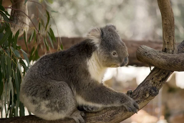 Est Une Vue Côté Koala Australien Grimpant Arbre — Photo