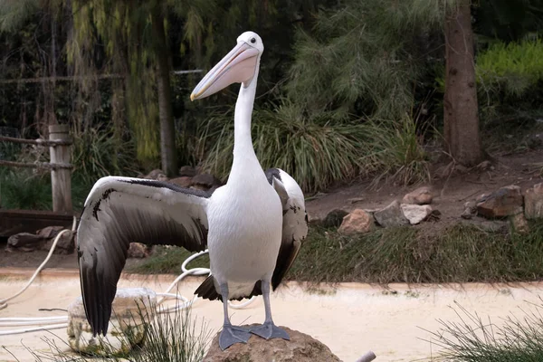 Australian Pelicans One Largest Flying Birds Have White Body Head — Stock Photo, Image