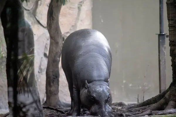 the pygmy hippo looks like a small version of a hippo