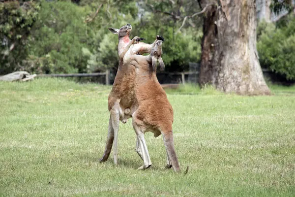 Two Male Red Kangaroos Fighting Dominant Position Mob — Fotografia de Stock