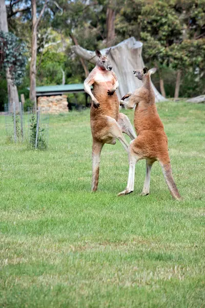 Twee Mannelijke Rode Kangoeroes Vechten Voor Dominante Positie Maffia — Stockfoto